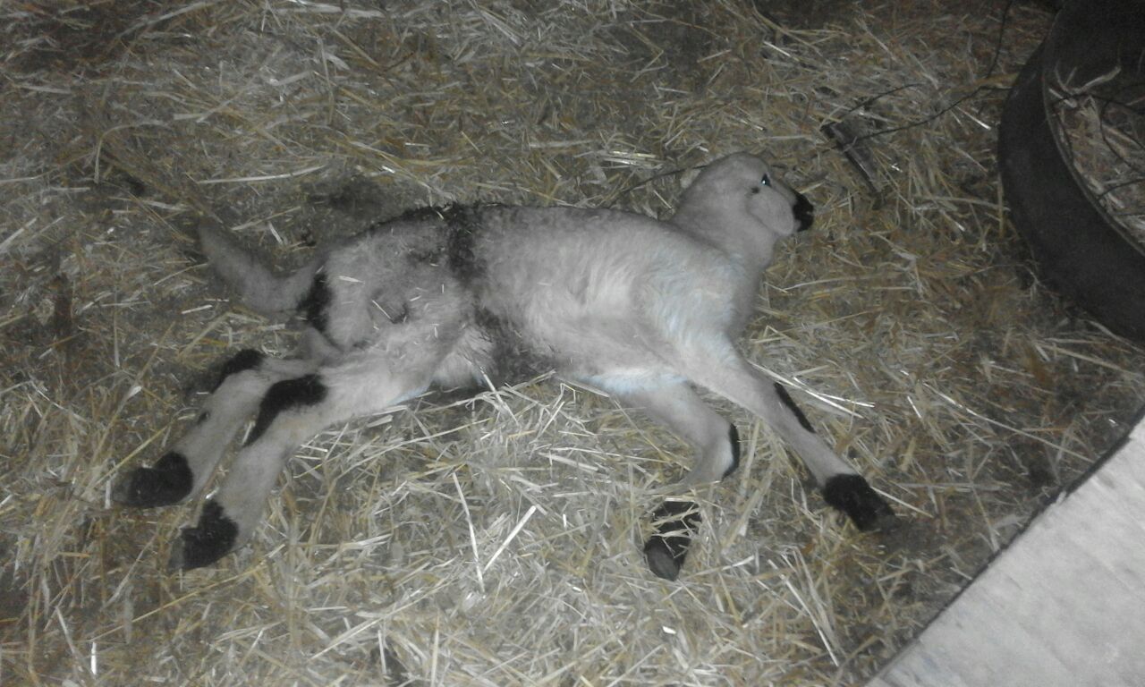 كلاب  ظالة تجهز  على 56 نعجة بإقليم الجديدة عند انشغال أصحابها بمشاهدة مباراة في كرة القدم