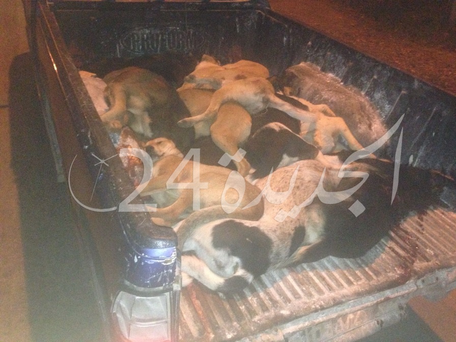 سلطات الجديدة تنهي حملاتها الليلية ضد الكلاب الضالة باعدام 136 كلبا بالرصاص