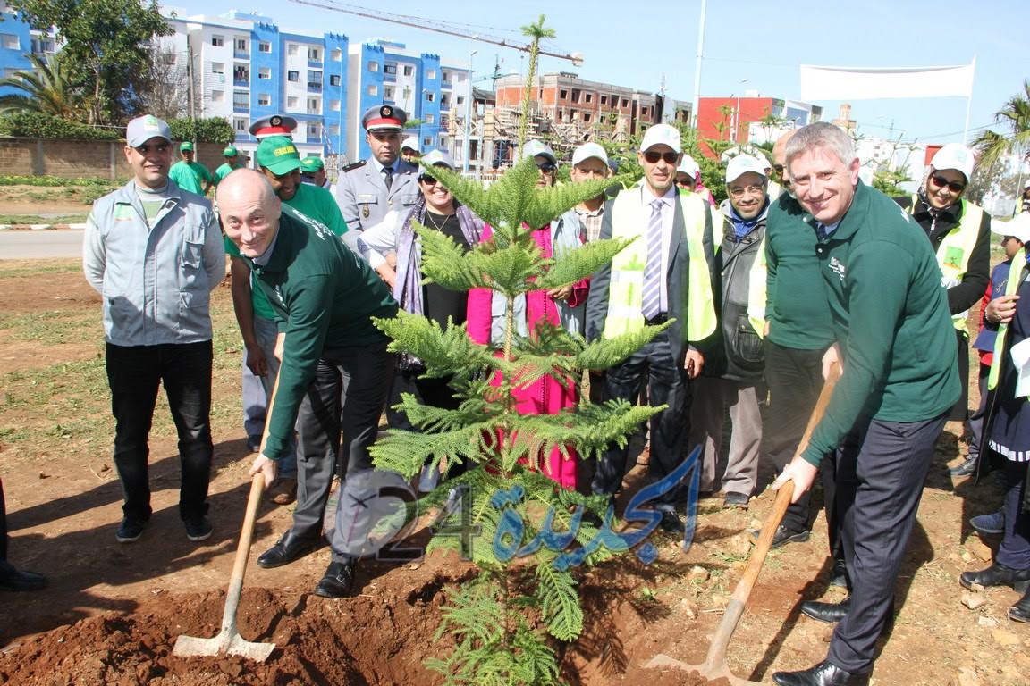 بالصور.. غرس 200 شجرة 'آروكاريا' في يوم الاحتفاء بعامل النظافة بالجديدة