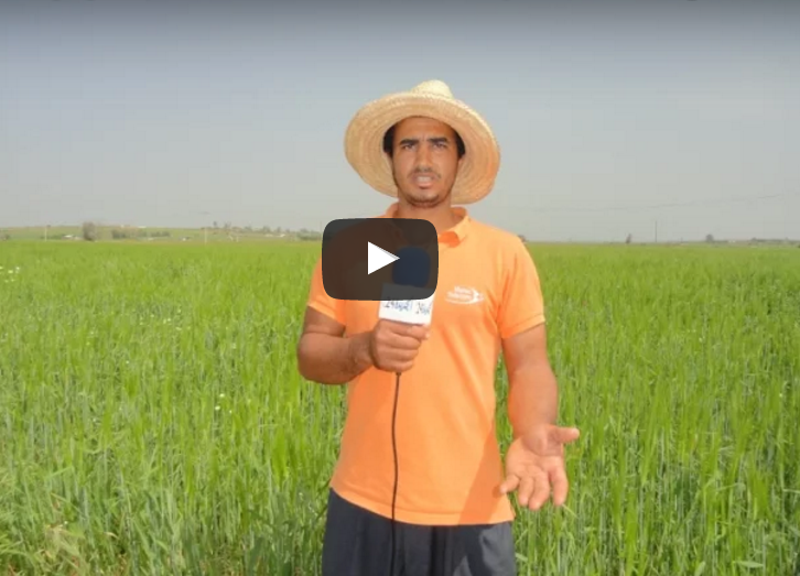 فلاحون بإقليم الجديدة يستبشرون بموسم فلاحي جيد رغم انتشار مرض 'الحراقية'