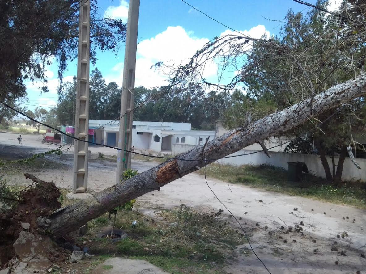 سقوط شجرة على عمود للتيار الكهربائي يثير هلعا بجماعة اولاد رحمون