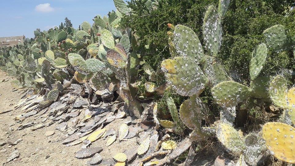 انطلاق حملة واسعة لمكافحة فيروس ''نبات الصبار'' بجماعة بولعوان
