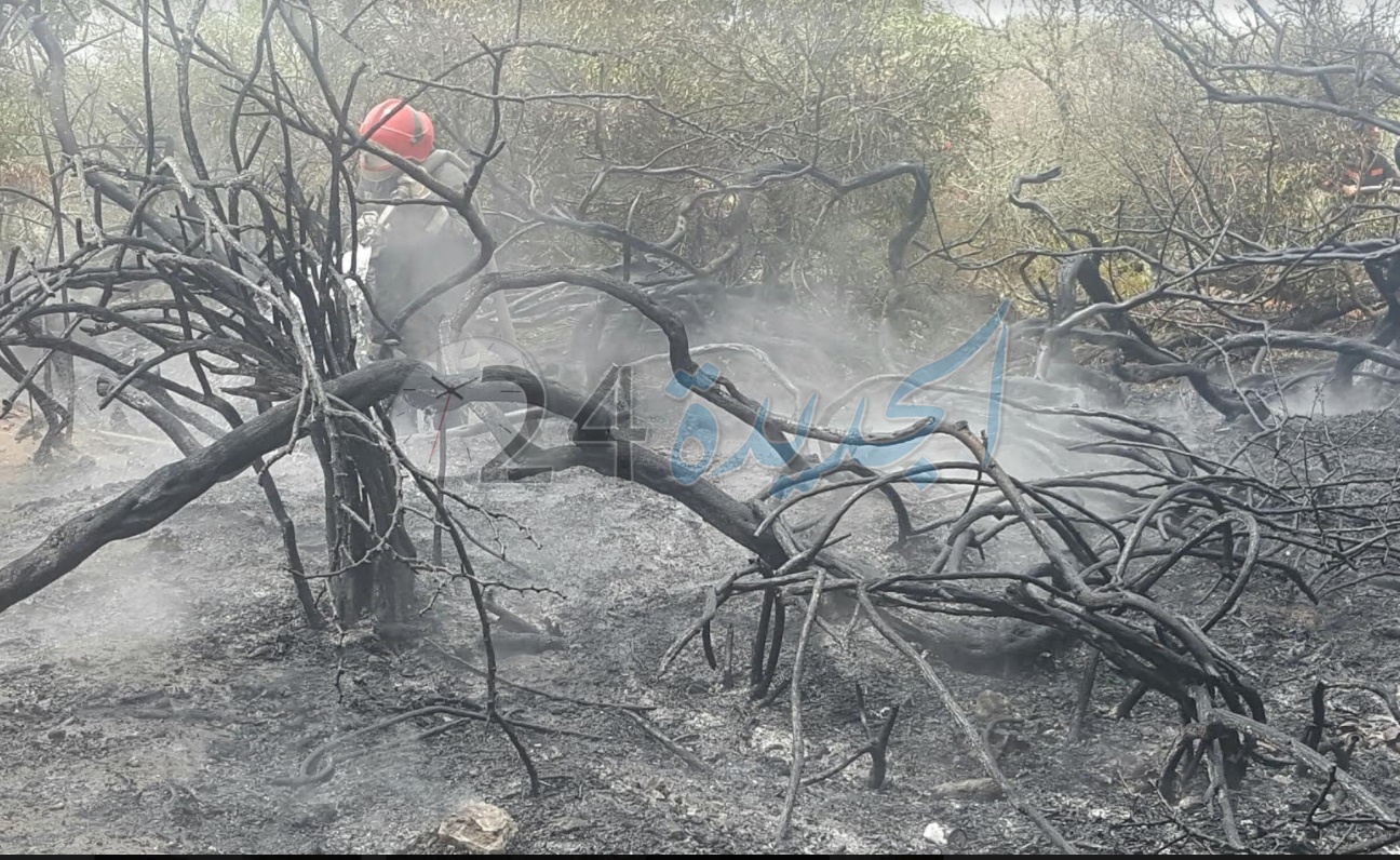 بالصور.. اندلاع 5 حرائق متفرقة بغابة الحوزية واستنفار أمني لتعقب الجناة