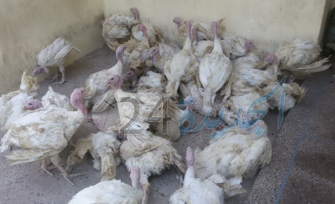 بالصور.. سلطات البئر الجديد تحجز كميات كبيرة من الأكياس البلاستيكية والديك الرومي الفاسد