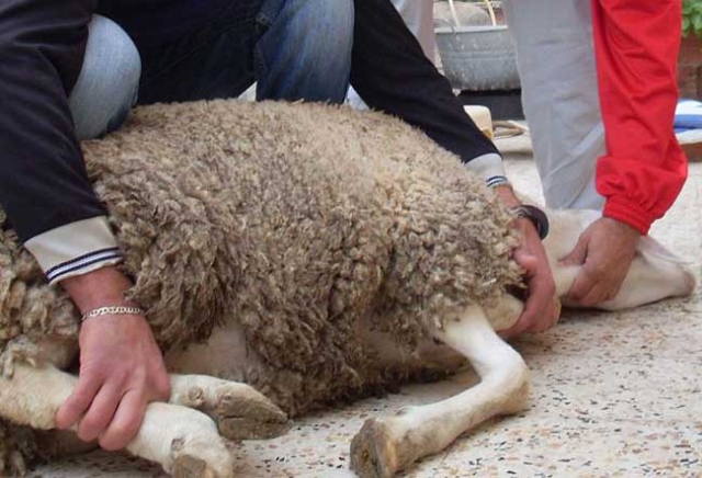 رئيس الجماعة يضع رهن ساكنة الجديدة فريقا بيطريا لفحص الأضاحي المشتبه في حالتها الصحية