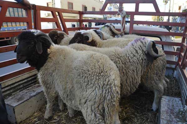 مسؤولون يستفيدون من أضاحي موجهة للفقراء بالجديدة