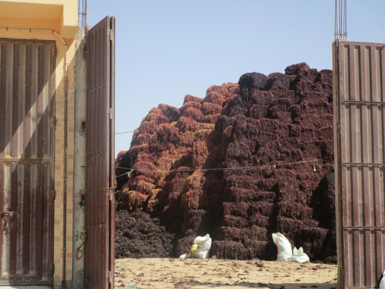 الجمارك المستقبلة للطحالب في آسيا واوروبا تكشف عن ارقام صادمة حول تهريب الطحالب تحث غطاء الاستيراد المؤقت