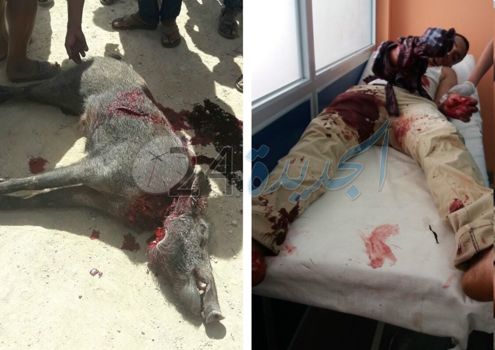 بالصور والفيديو.. مواطنون يُصَفُّون ''الحلوف'' المتوحش بعد أن دهسته شاحنة