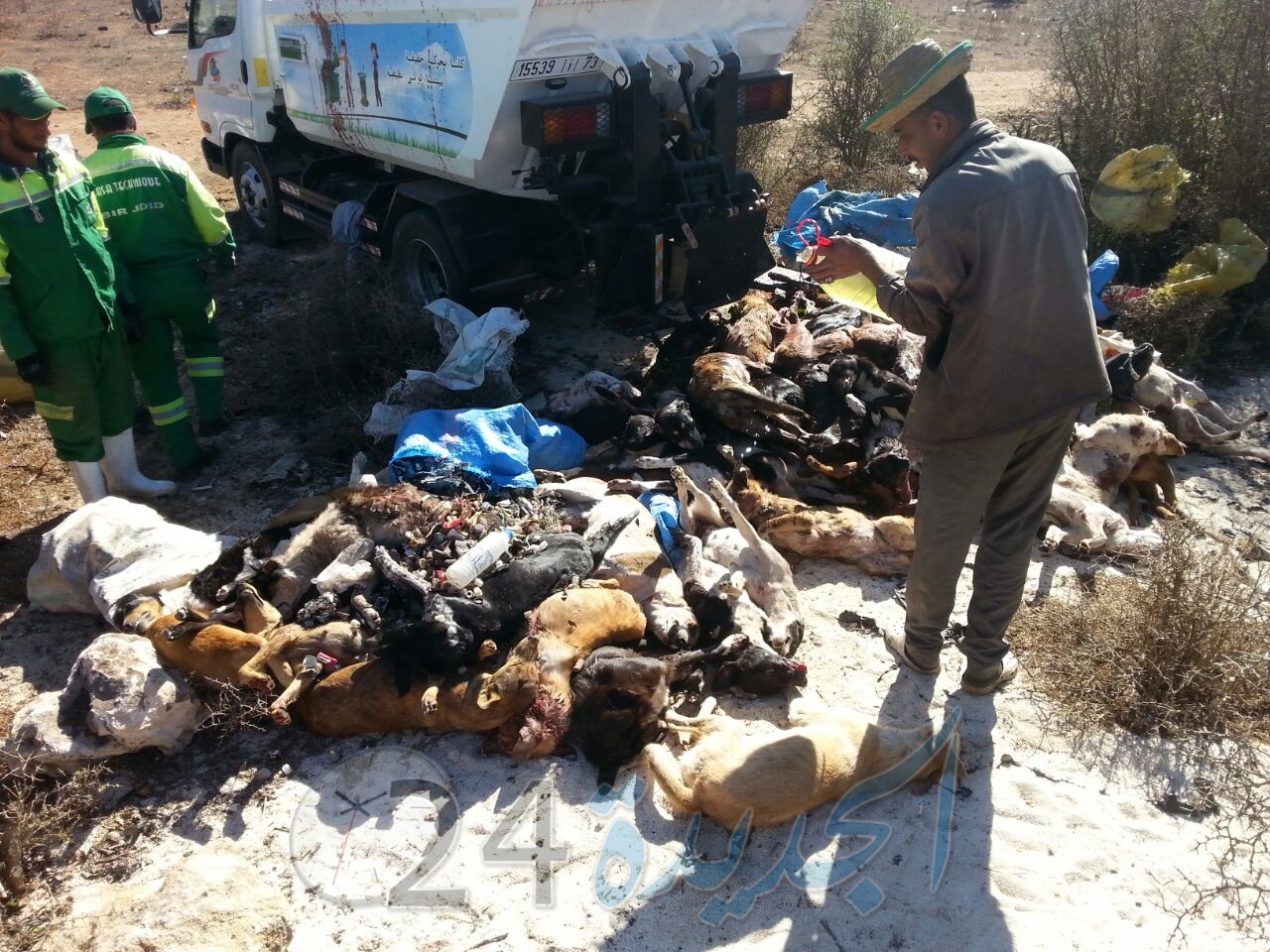 بالصور... السلطات المحلية تعدم 93 كلبا ضالا بمدينة البئر الجديد..