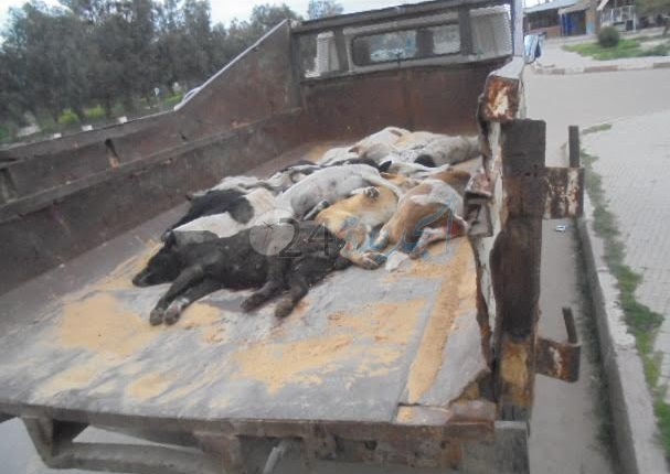 السلطات المحلية بالجديدة تعدم 307 كلبا ضالا في ظرف ثلاثة أيام ‎