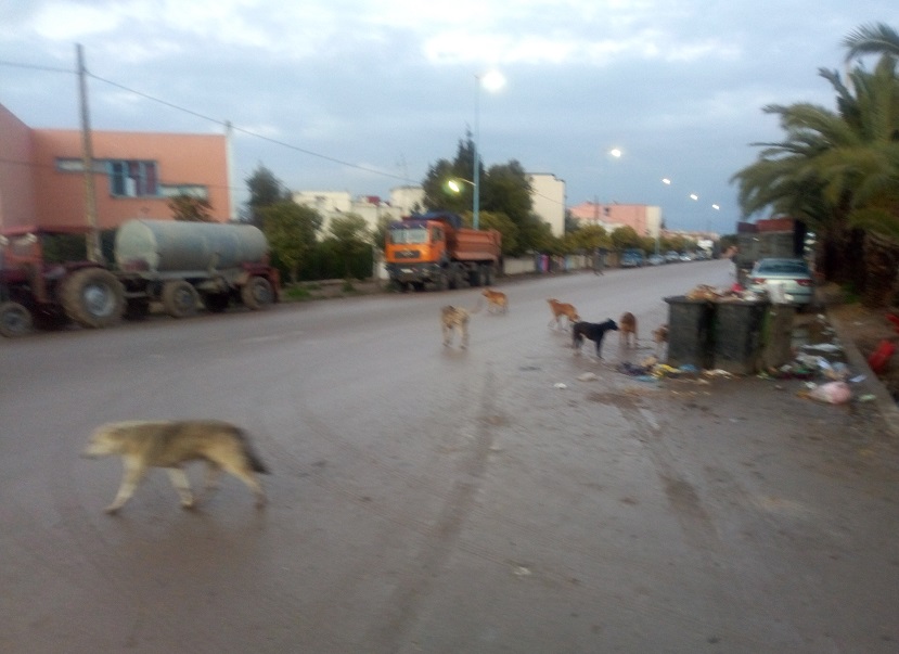 الكلاب الضالة تجتاح مدينة الزمامرة وتهدد الساكنة
