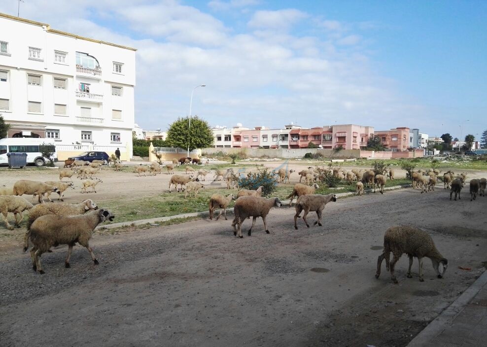 جماعة الجديدة تصدر قرارا جماعيا يقضي بالمنع الكلي لإقامة الاسطبلات داخل المدينة