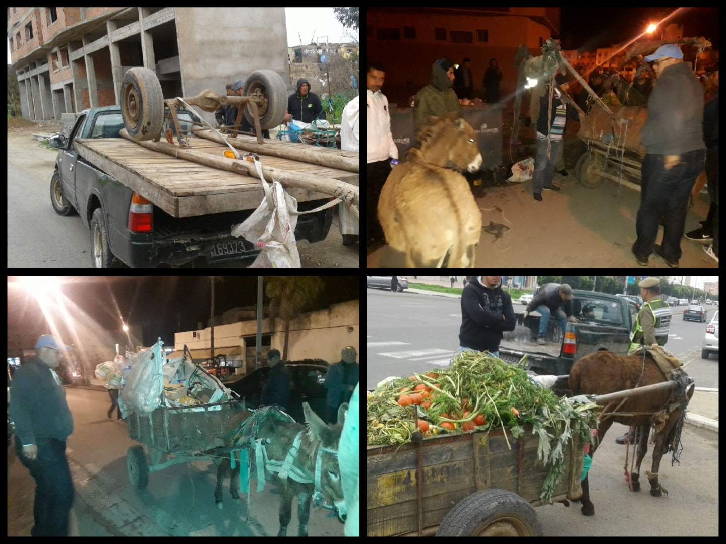 السلطات المحلية تطهر مدينة الجديدة من العربات المجرورة بالدواب