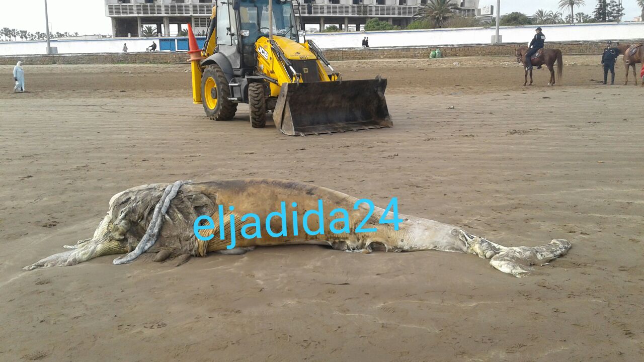 بالصور.. مياه البحر بشاطئ الجديدة تلفظ حوتا ضخما من فصيلة الحيتان