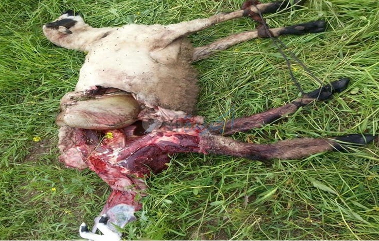 جماعة أولاد رحمون: الكلاب الضالة تفتك بالمواشي وتهدد سلامة السكان