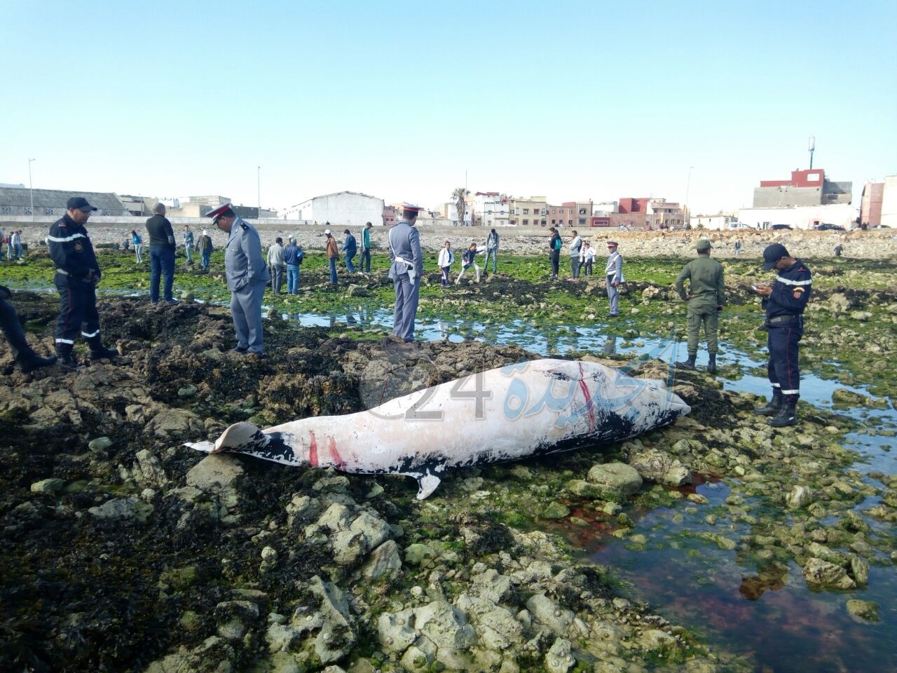 بالصور.. مياه الشاطئ الصخري بالجديدة تلفظ حوتا كبيرا نافقا من نوع ''الكاشالو''