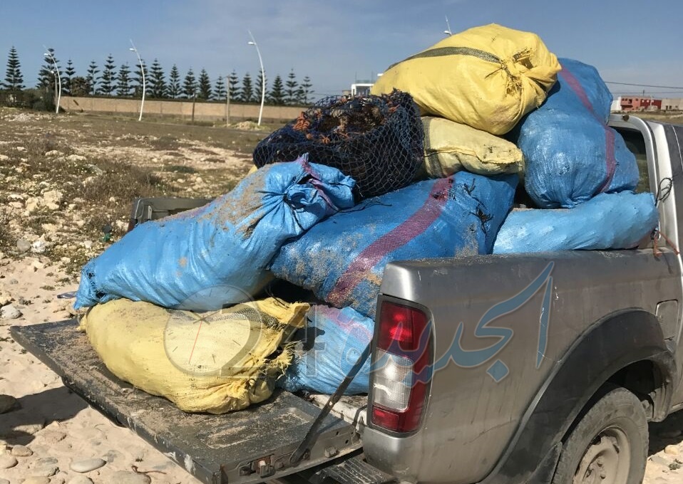بالصور.. مندوبية الصيد البحري بالجديدة تحجز كميات كبيرة من الطحالب البحرية وقنافد البحر