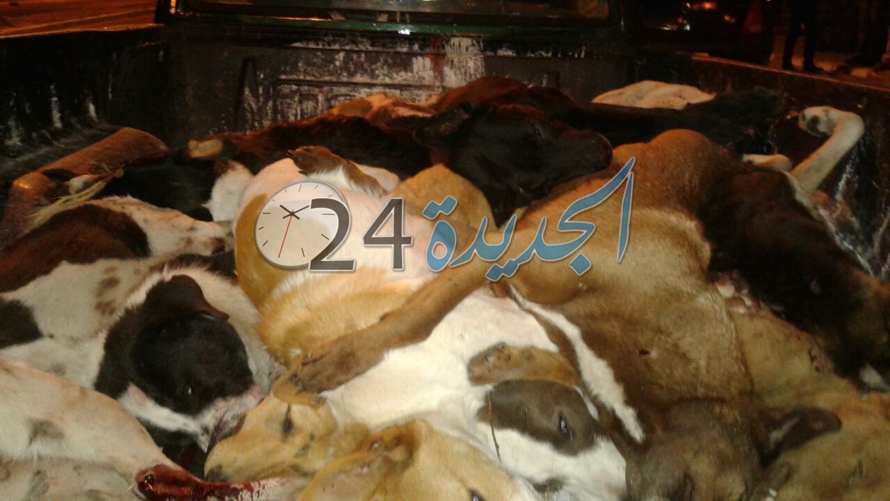 السلطات المحلية تعدم أزيد من 100 كلب ضال في حملة ليلية بالجديدة