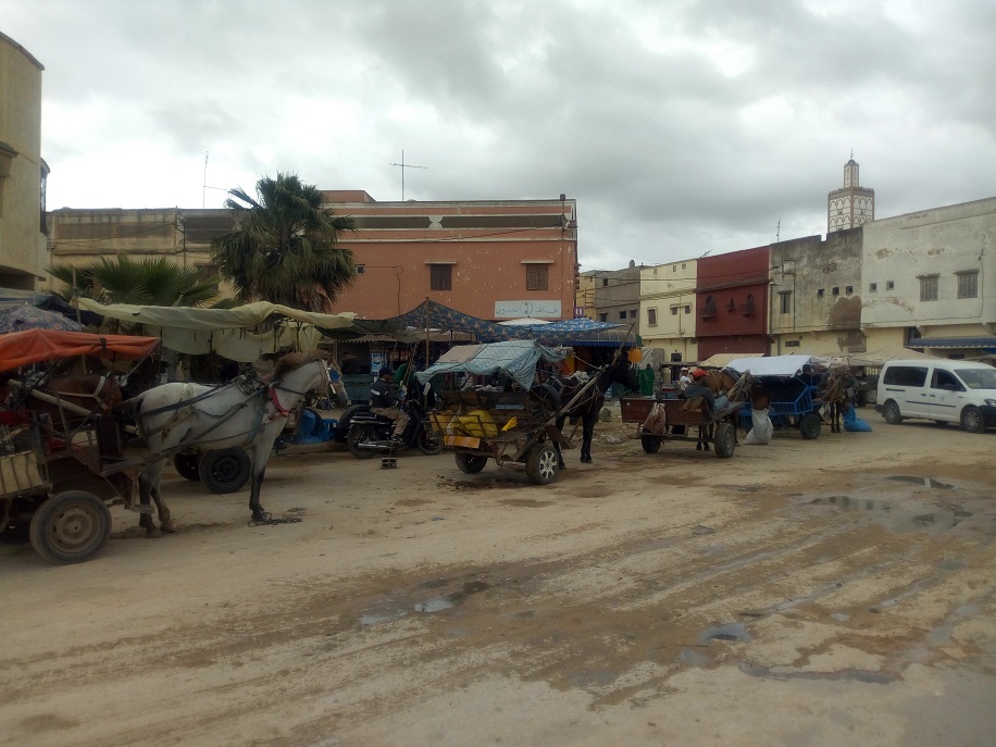 العربات المجرورة خطر يهدد سلامة المواطنين بالزمامرة‎