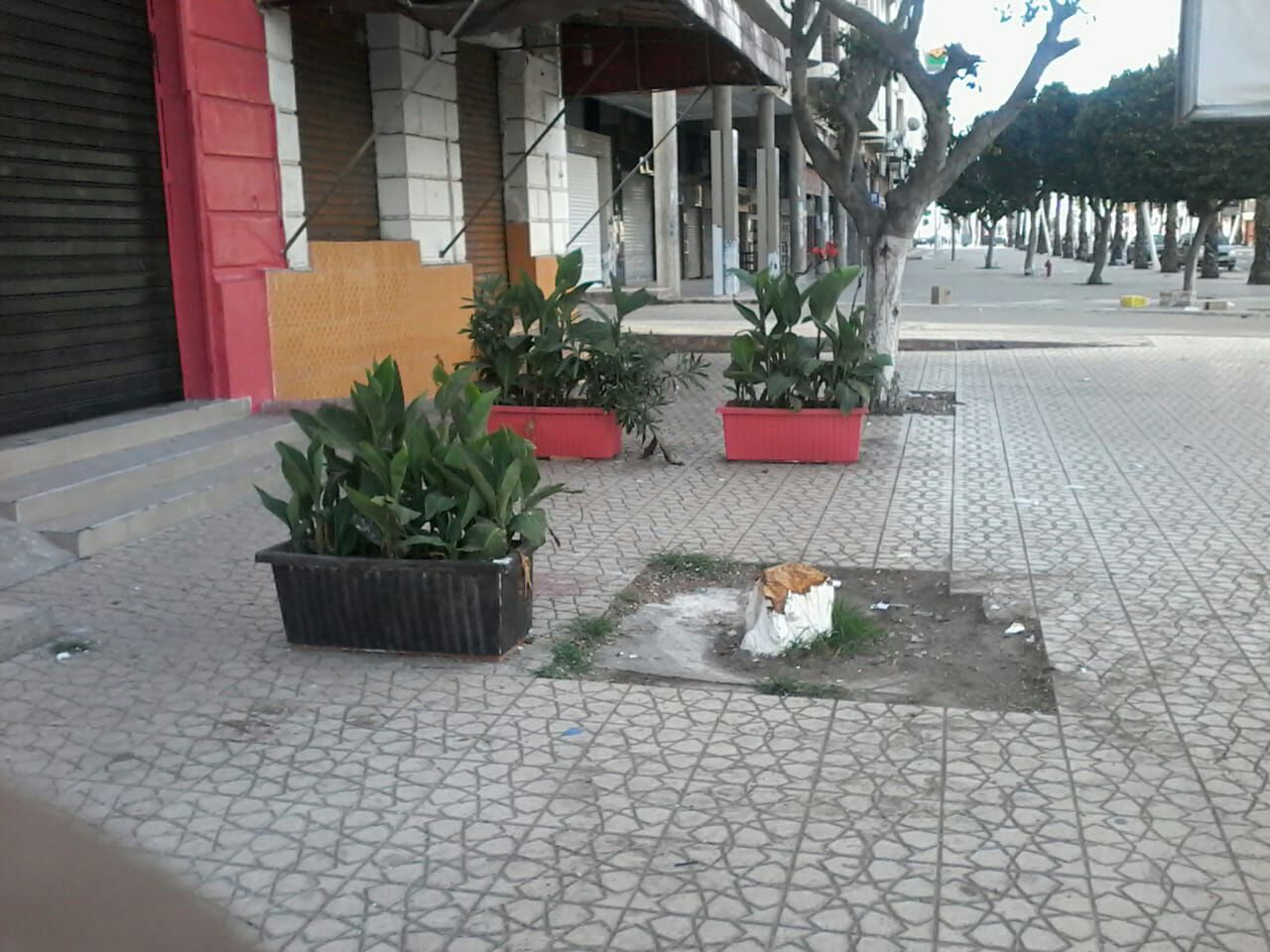 المطالبة بفتح تحقيق حول عملية اجتثاث الأشجار بساحة الحنصالي بالجديدة