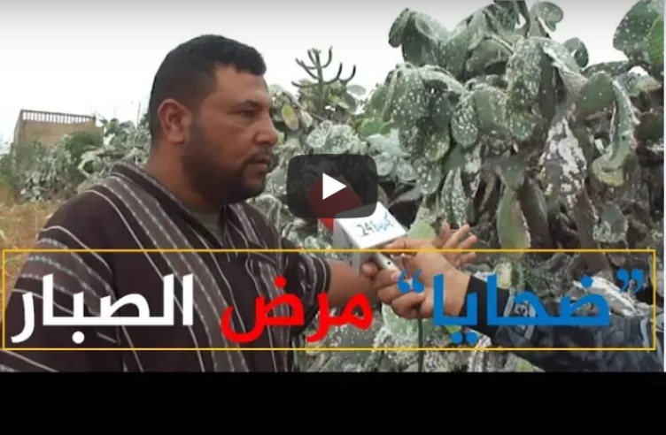 صادم.. فلاحون بإقليم الجديدة : ''مرض الصبار قضى على مصدر عيشنا وكدّر حياتنا''