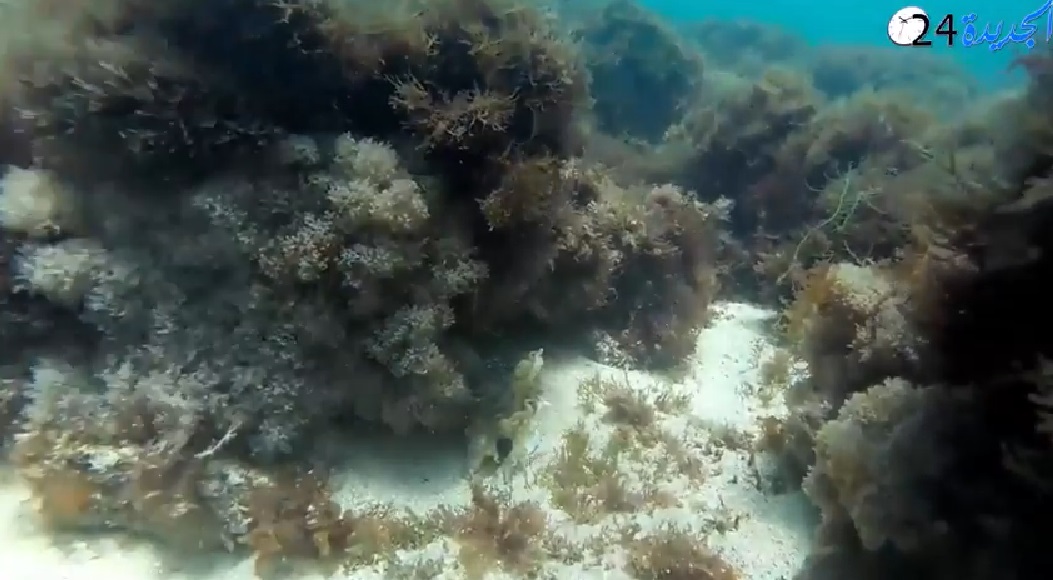 شاهد لأول مرة.. أعماق واسماك شاطئ الجديدة بكاميرا جمعية الغطس بالجديدة