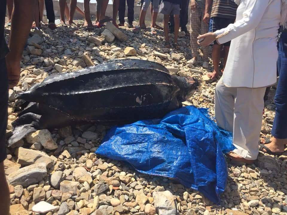 شاهد بالفيديو.. الشاطىء الصخري للجديدة يلفظ سلحفاة نافقة