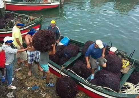 رغم انتهاء موسم جني الطحالب البحرية .. قوارب مجهولة الهوية تواصل عمليات الجني بساحل الجديدة