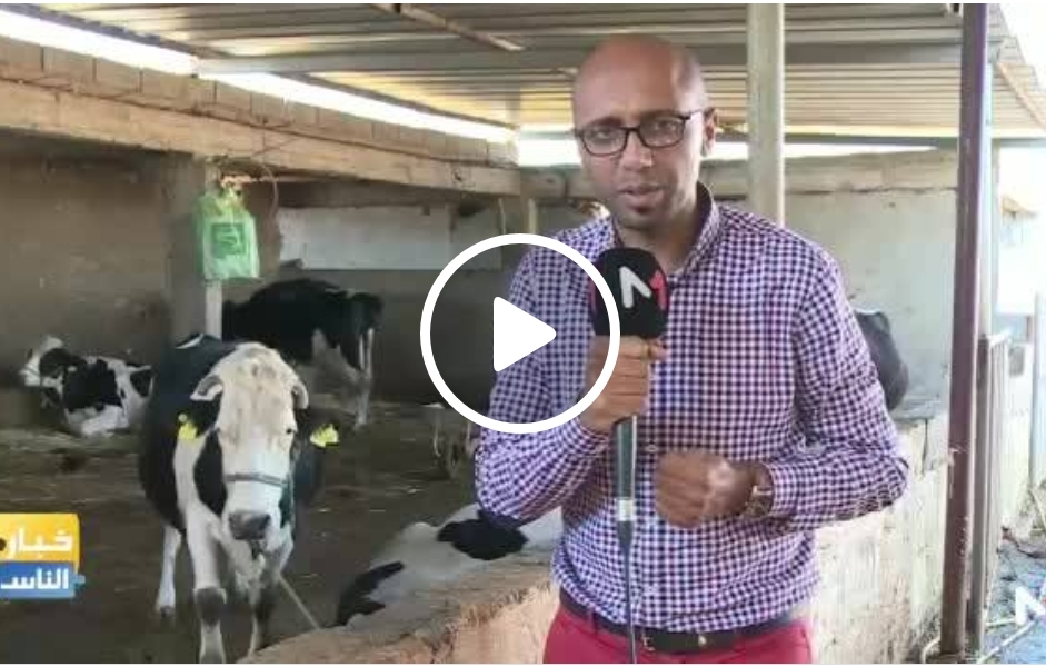 روبورطاج قناة ''ميدي 1 تيفي'' حول مشاكل إنتاج الحليب بإقليم سيدي بنور