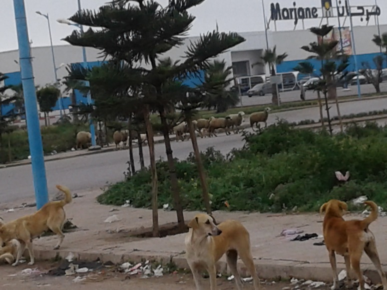 عودة انتشار الأغنام  والكلاب الضالة بمدينة الجديدة