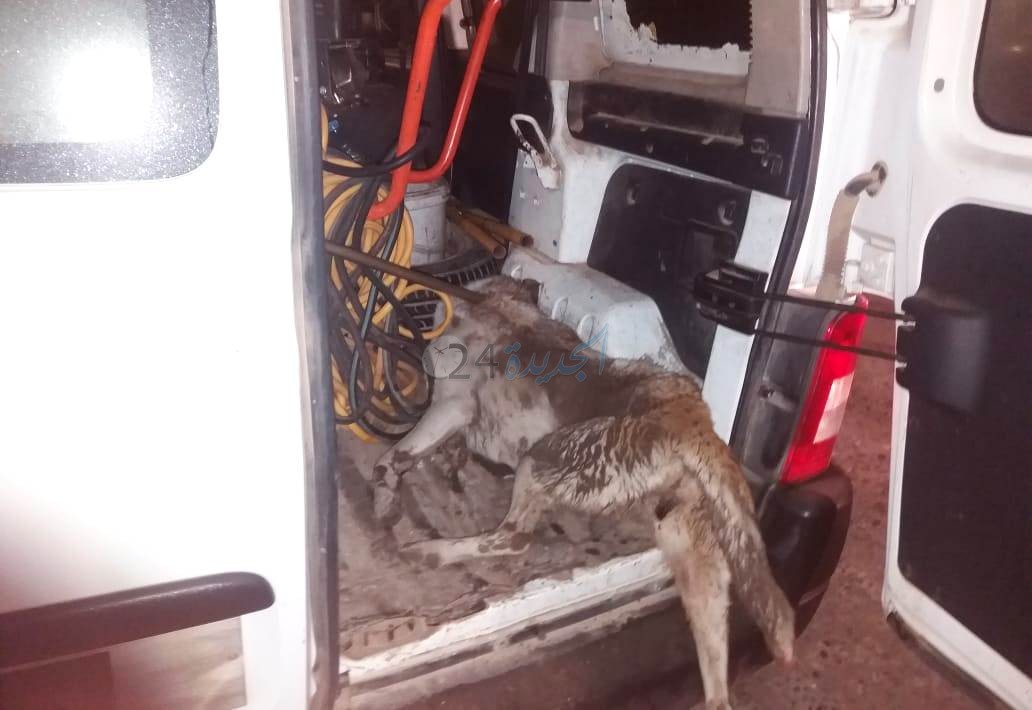 بالصور.. مواطنون يقتلون رشقا بالحجارة ''جروة'' عضت 9 أشخاص بالجديدة‎