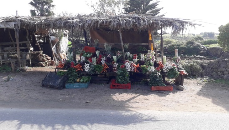 خضر و ألوان من أنامل مزارع فنان (مسابقة الصحفيين الشباب )