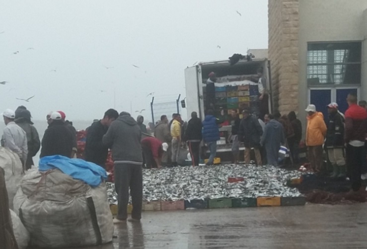 ''فتوات'' ولصوص يبسطون سيطرتهم على ميناء الجديدة والبحارة يستغيثون ويطالبون بتوفير الأمن