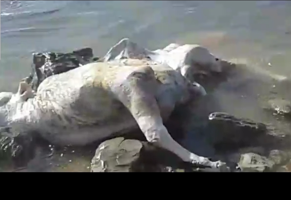 شاهد.. الشاطىء الصخري لسيدي الضاوي بالجديدة يلفظ بقرة نافقة