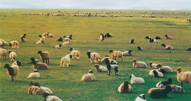 عامل الجديدة يترأس اجتماعا حول تهيئة وتدبير المجالات الرعوية والمراعي الغابوية بالإقليم