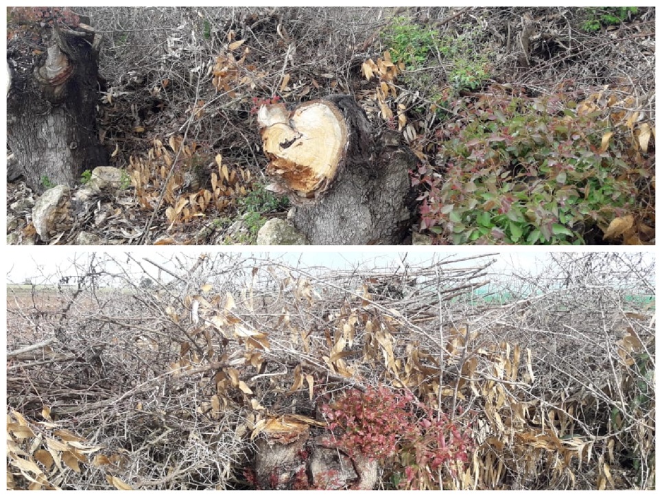 جمعويون يطالبون بفتح تحقيق في قطع ازيد من 7000 شجرة بضيعة فلاحية بضواحي البئر الجديد