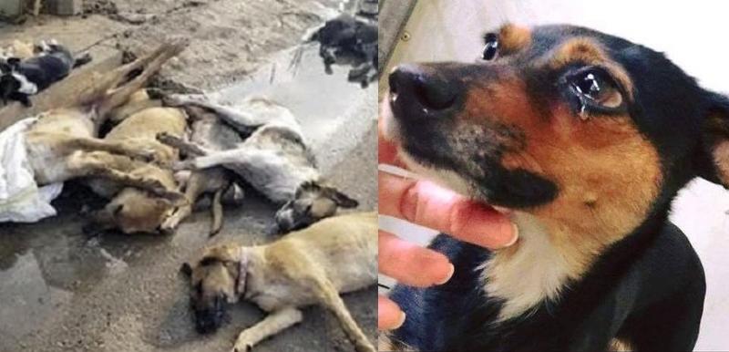 الوليدية : السلطات تستعد لاستقال صيف جديد بإبادة 53 كلبا ضالا