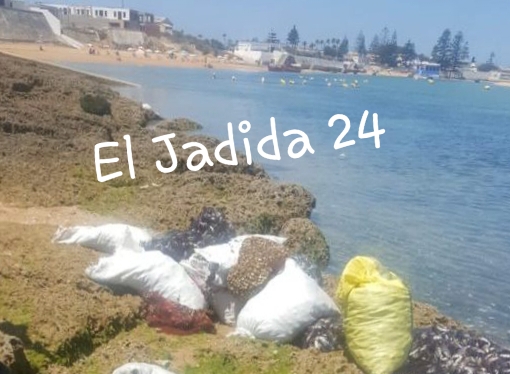 الوليدية: حجز وإتلاف طن ونصف من بلح البحر غير صحية كانت معدة للبيع