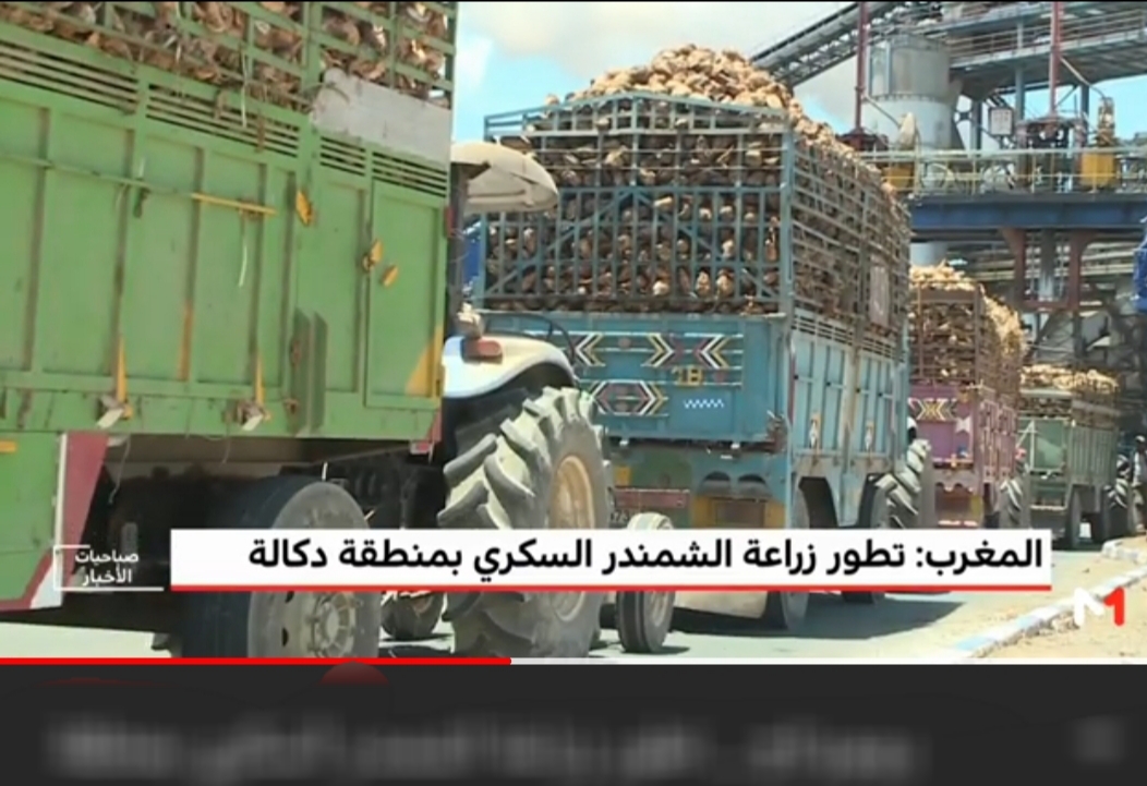 روبورطاج قناة ''ميدي 1 تيفي'' حول تطور زراعة الشمندر السكري بدكالة