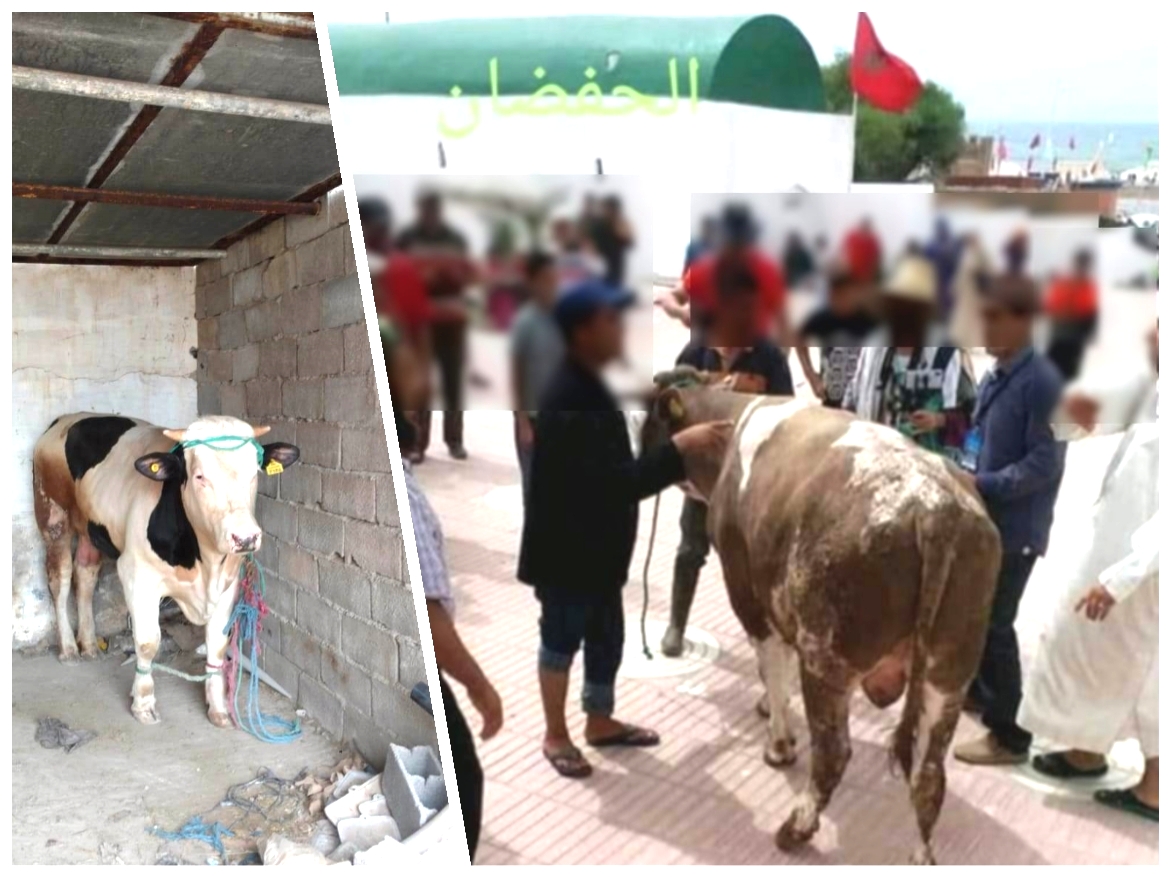 الثور.. القربان الذي أجج النزاع بين 'الشرفاء الأمغاريين' في موسم  مولاي عبد الله بالجديدة