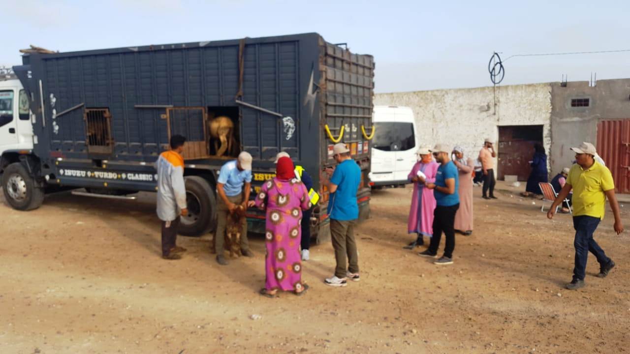 الفوسفاط يوزع 170 أضحية على الأسر المعوزة بضواحي الجرف الاصفر