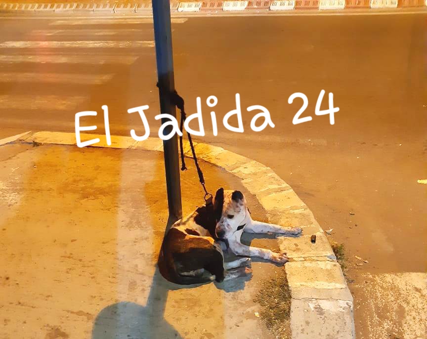 في عمل إجرامي.. كلب شرس يفترس شابا بمدينة الجديدة