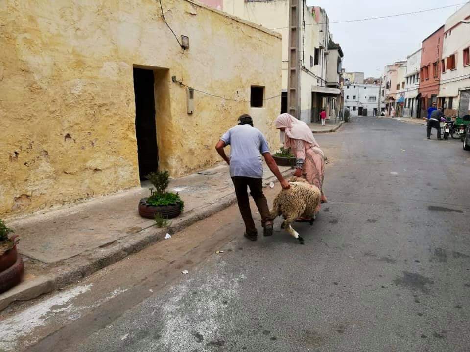 جمعية الفجر للثقافة و التنمية توزع 38 أضحية على الأرامل بالجديدة