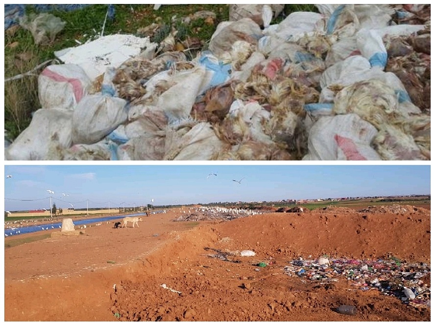 العثور على كميات كبيرة من  الدجاج النافق بقناة للري بإقليم سيدي بنور