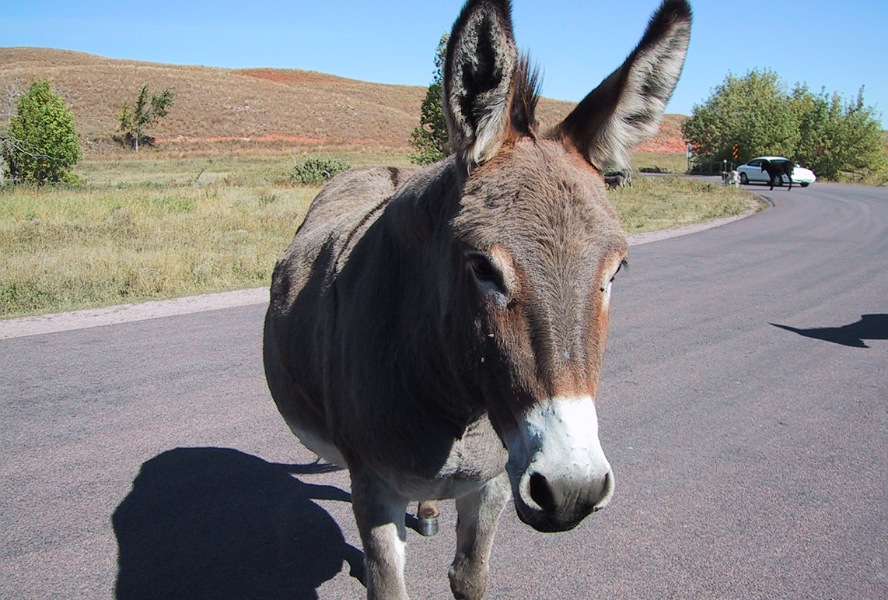 أتان مسعورة تثير الهلع في رواد السوق الأسبوعي لأولاد حمدان