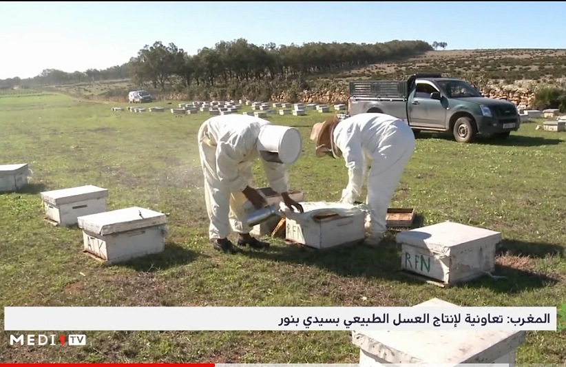 روبورطاج قناة 'ميدي 1 تي في' حول إنتاج العسل الطبيعي بإقليم سيدي بنور