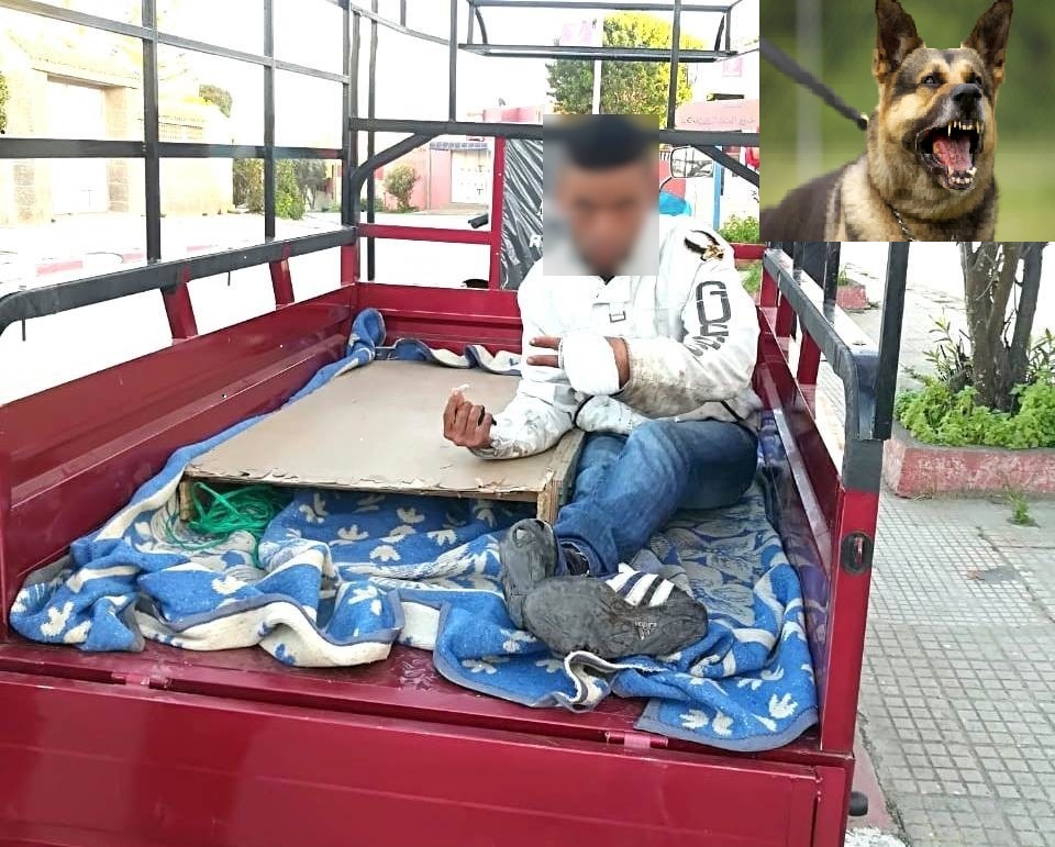 كلاب شرسة يحرضها أصحابها على المارة بأزمور.. وهيئة حقوقية تستنكر