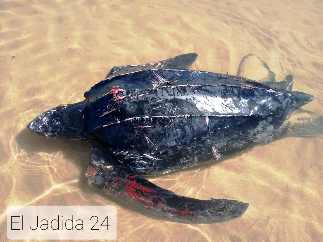 الوليدية: البحر يلفظ سلحفاة حية ضخمة على شاطئ البحيرة