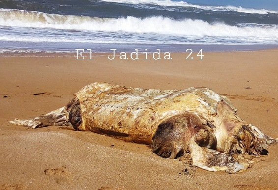 بالصور.. البحر يلفظ سلحفاة ضخمة نافقة على شاطئ البحيرة بالواليدية