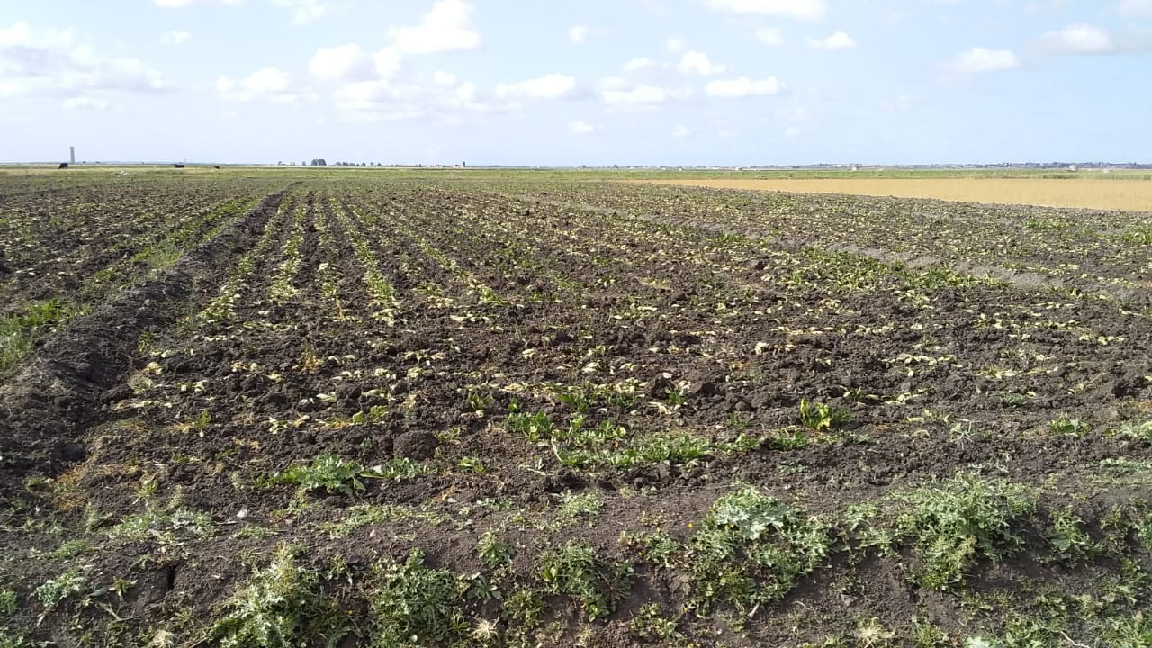 مزارعو الشمندر الشكري بجماعة العكاكشة باقليم سيدي بنور يدقون ناقوس الخطر